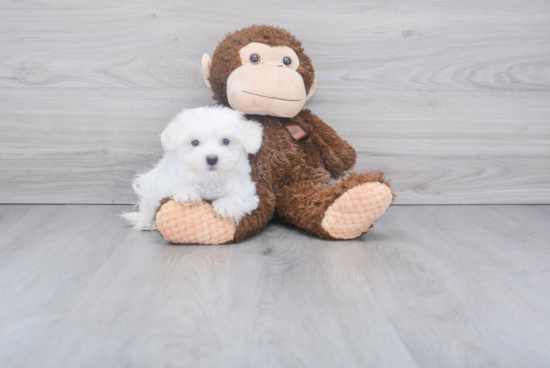 Maltese Pup Being Cute