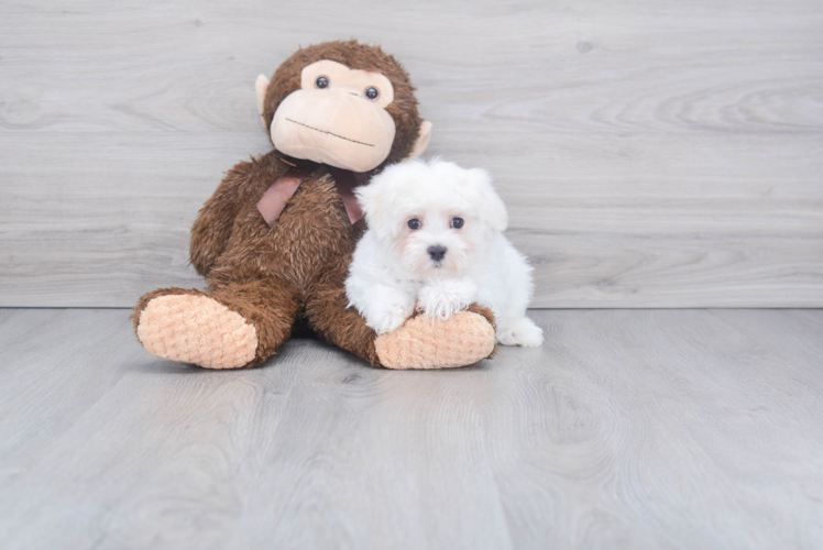 Friendly Maltese Purebred Pup