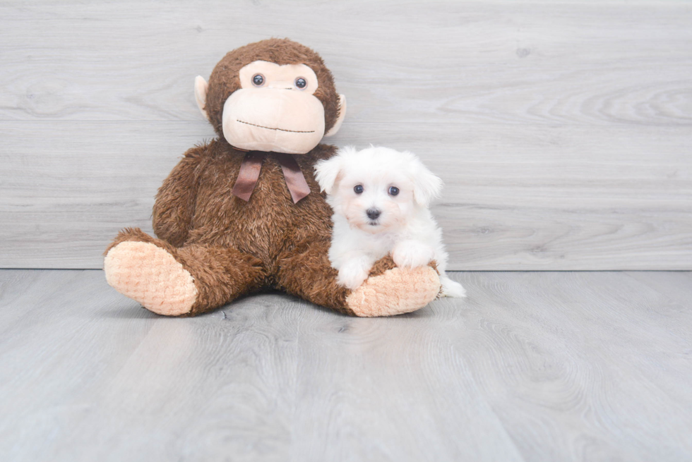 Adorable Maltese Purebred Puppy