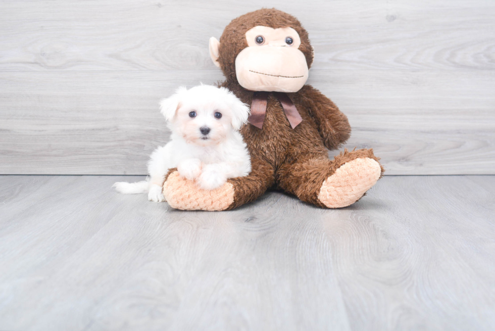 Smart Maltese Purebred Puppy