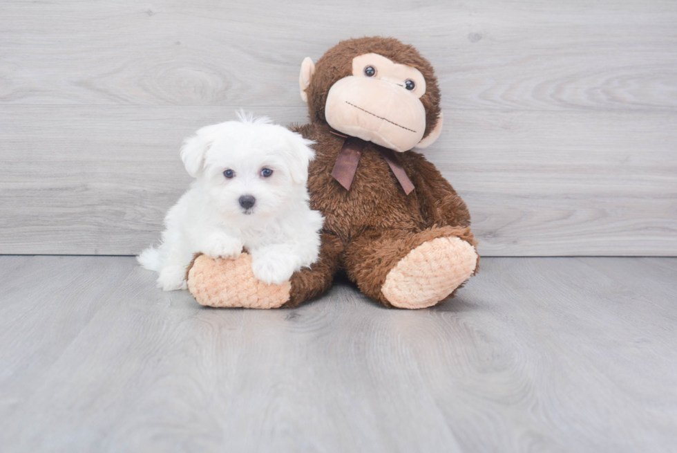 Friendly Maltese Purebred Pup