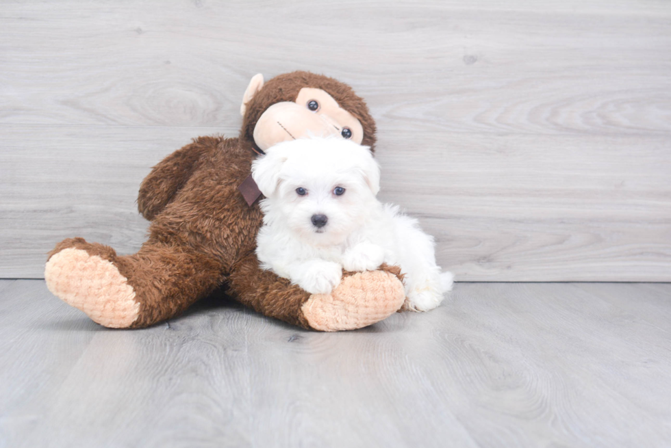 Funny Maltese Baby