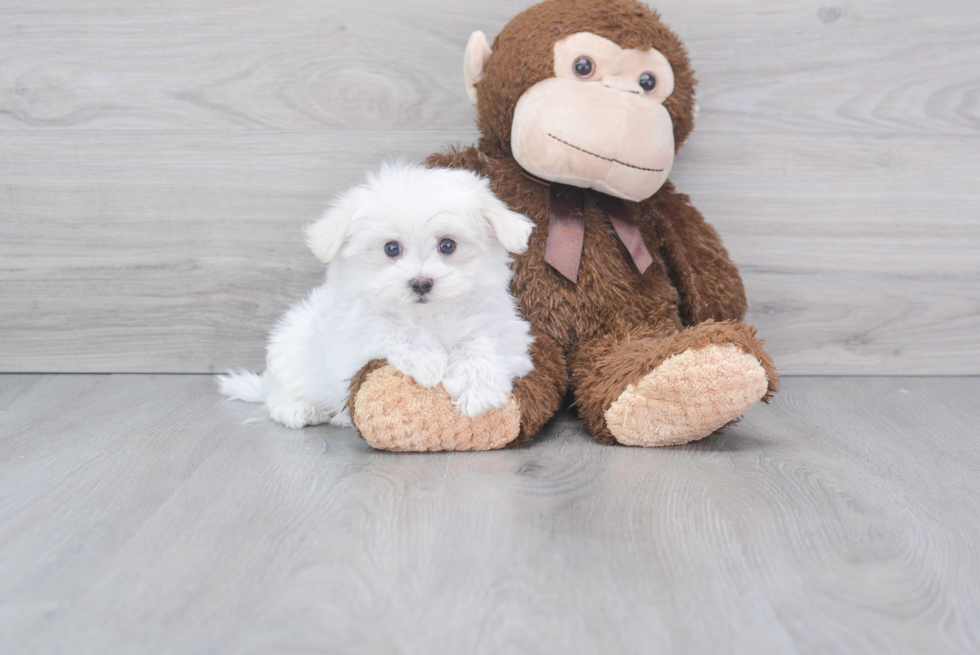 Playful Maltese Purebred Pup