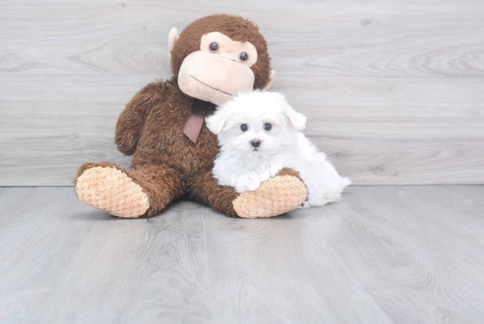 Hypoallergenic Maltese Purebred Pup