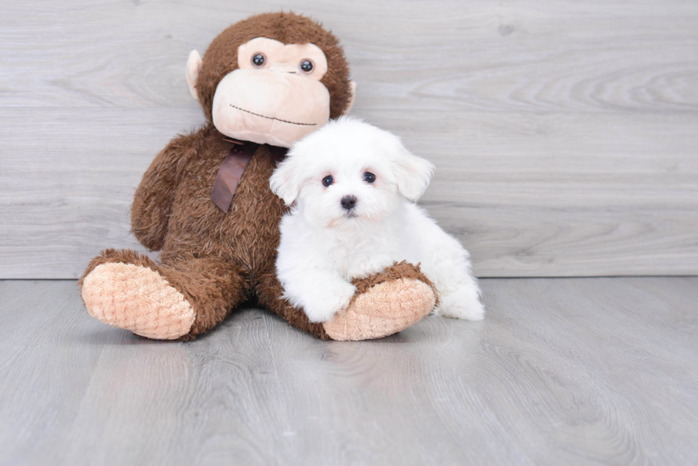 Friendly Maltese Baby