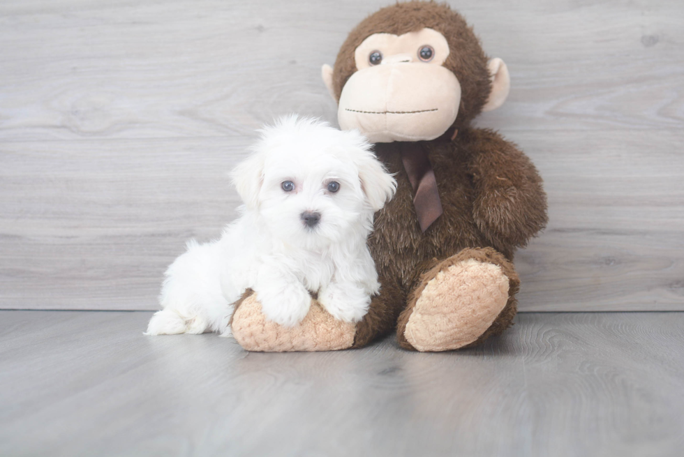 Little Maltese Purebred Pup