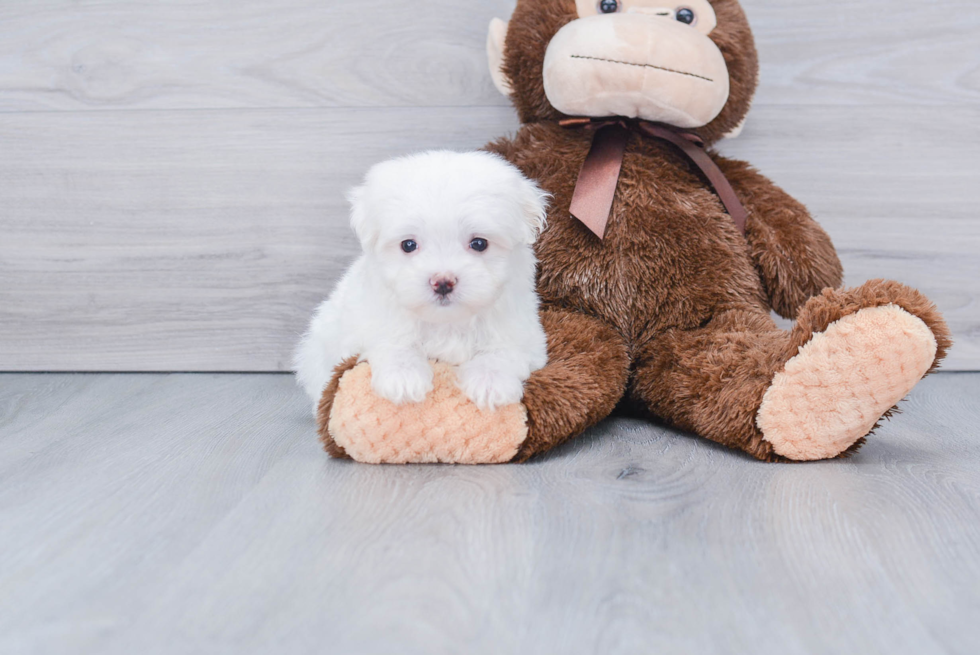 Little Maltese Baby