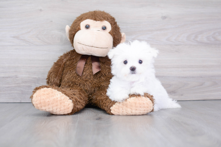 Best Maltese Baby