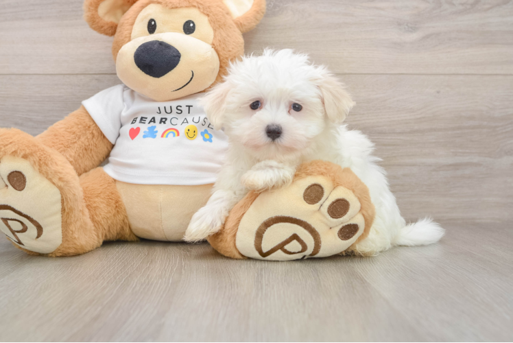 Best Maltese Baby