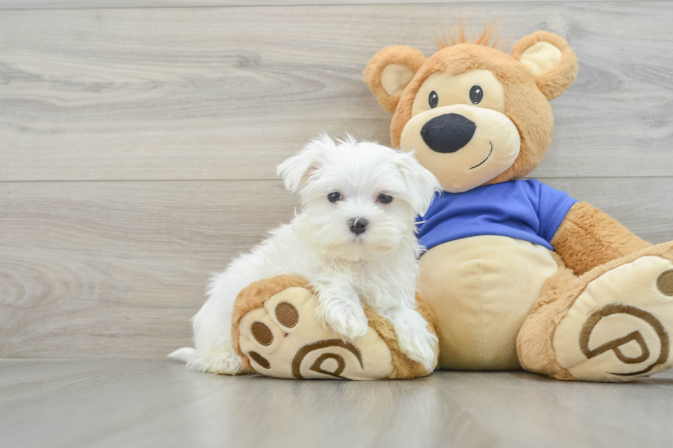 Funny Maltese Purebred Pup