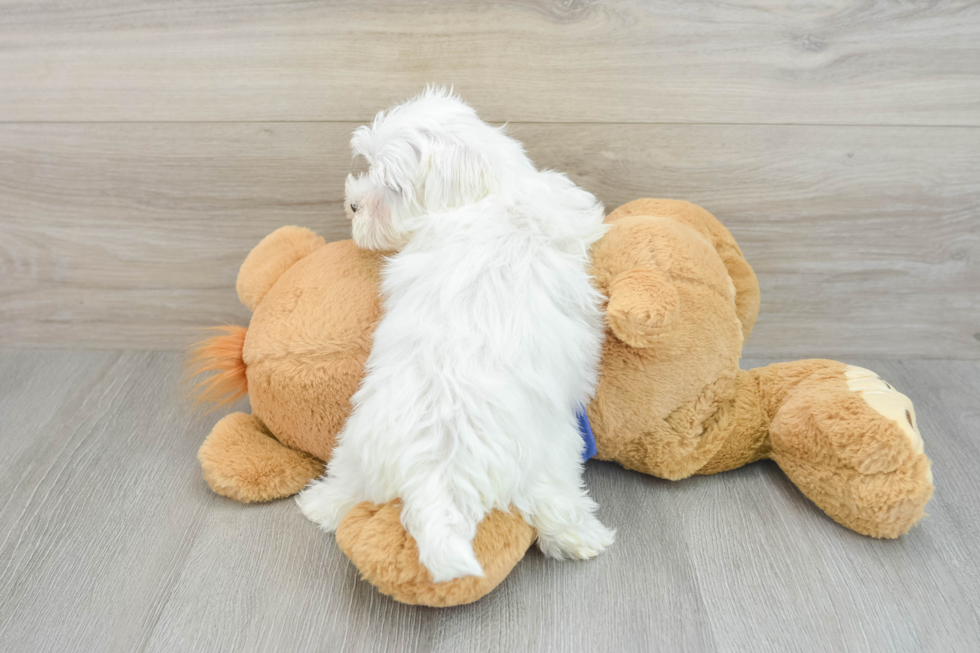 Maltese Pup Being Cute