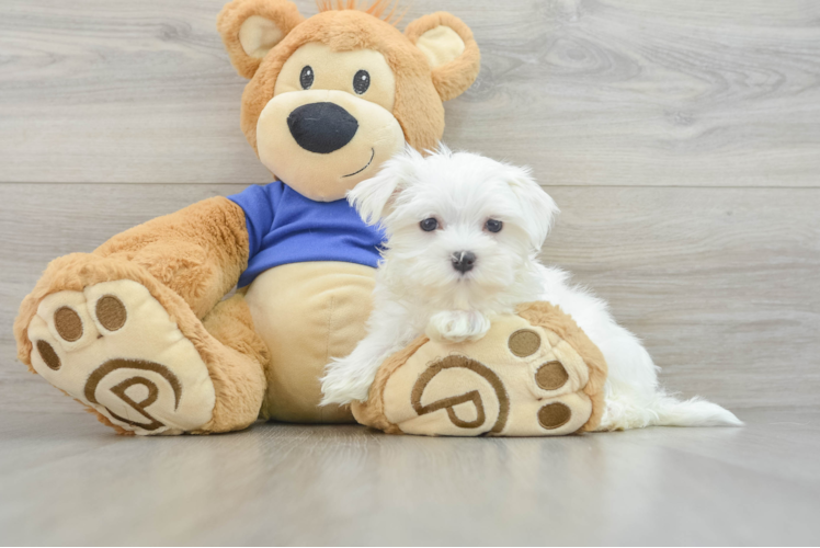 Happy Maltese Purebred Puppy