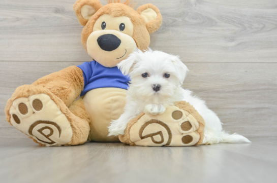 Happy Maltese Purebred Puppy