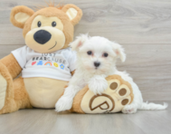 8 week old Maltese Puppy For Sale - Premier Pups