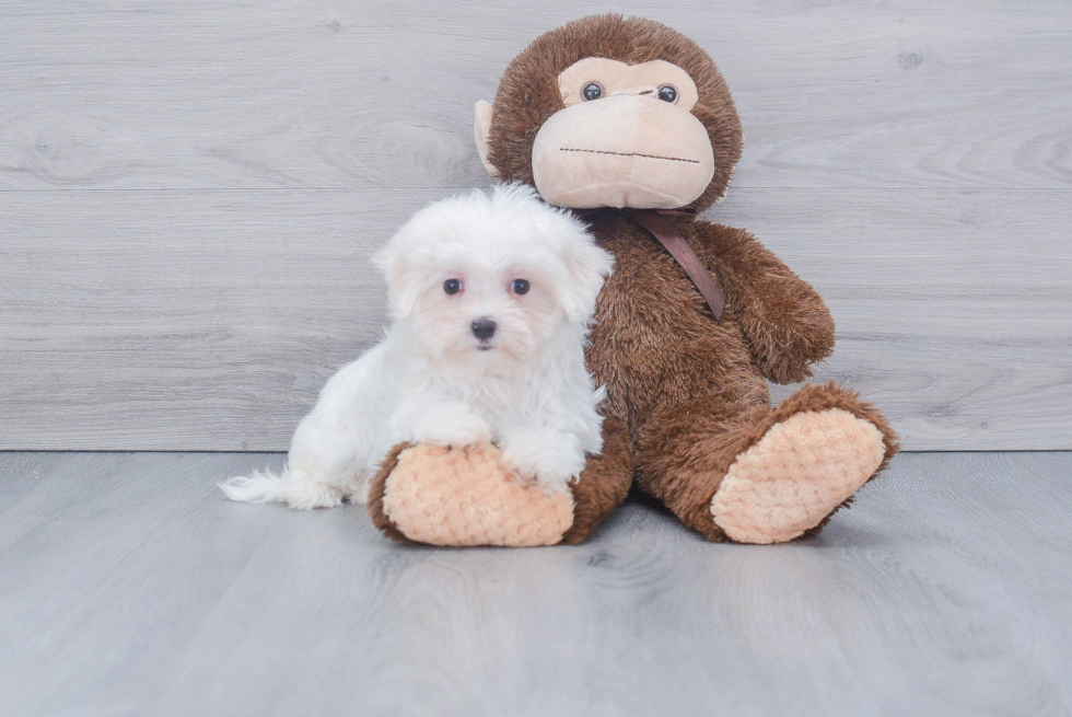 Popular Maltese Purebred Pup