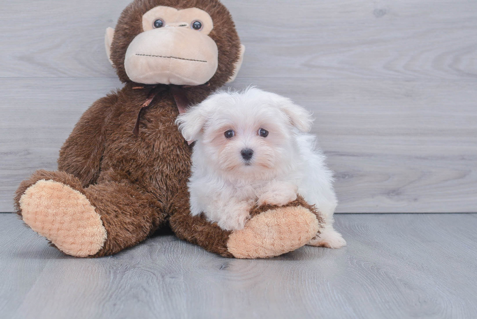 Smart Maltese Purebred Puppy