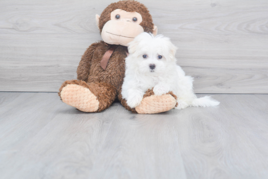 Maltese Pup Being Cute