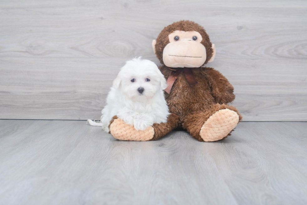 Sweet Maltese Purebred Puppy