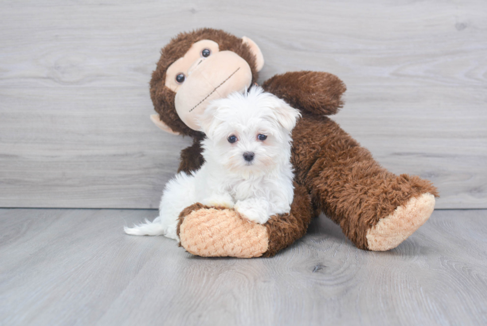 Little Maltese Purebred Pup