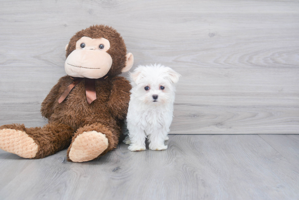 Energetic Maltese Purebred Puppy