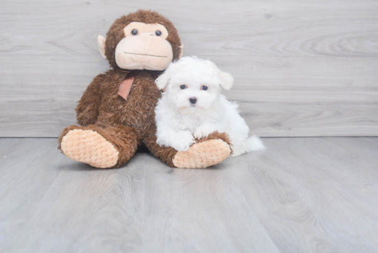 Maltese Pup Being Cute