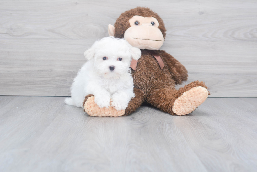 Hypoallergenic Maltese Purebred Pup