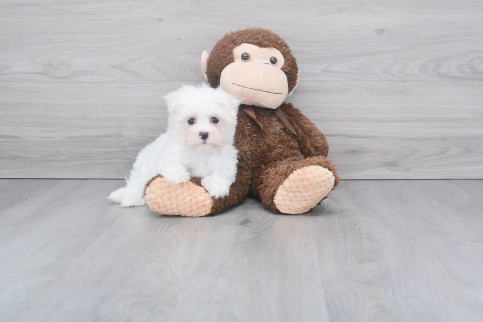 Small Maltese Purebred Pup