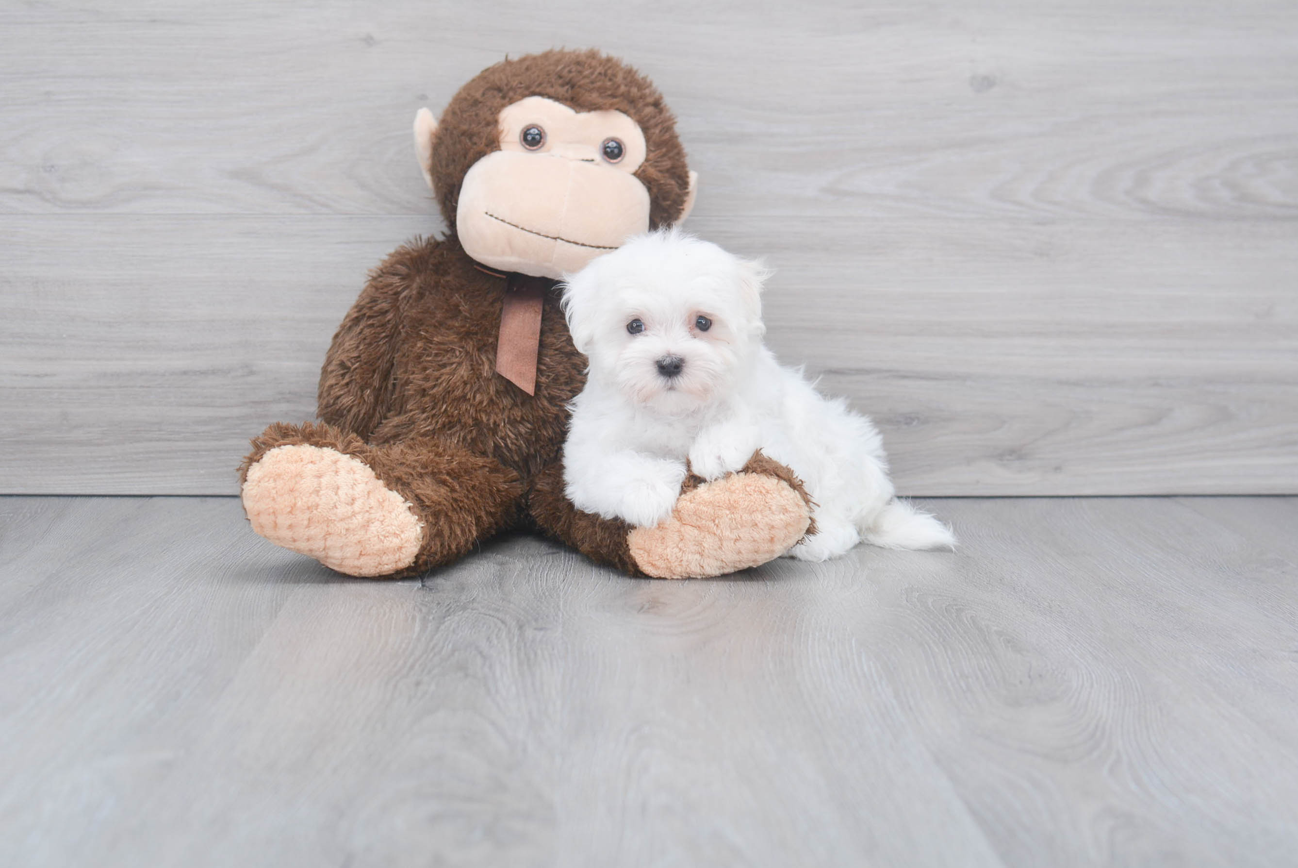 Best Maltese Baby