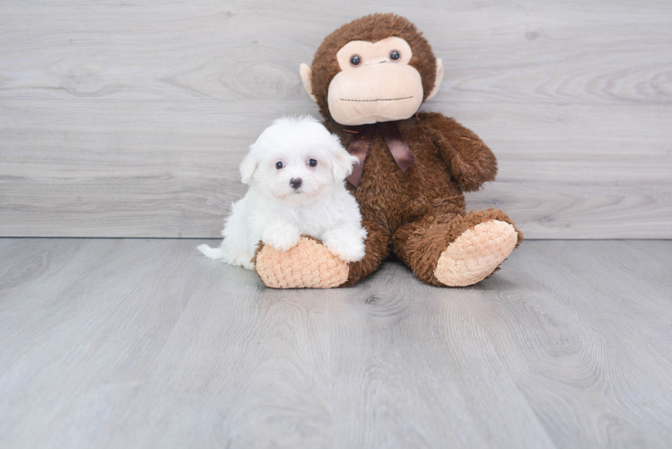 Funny Maltese Purebred Pup