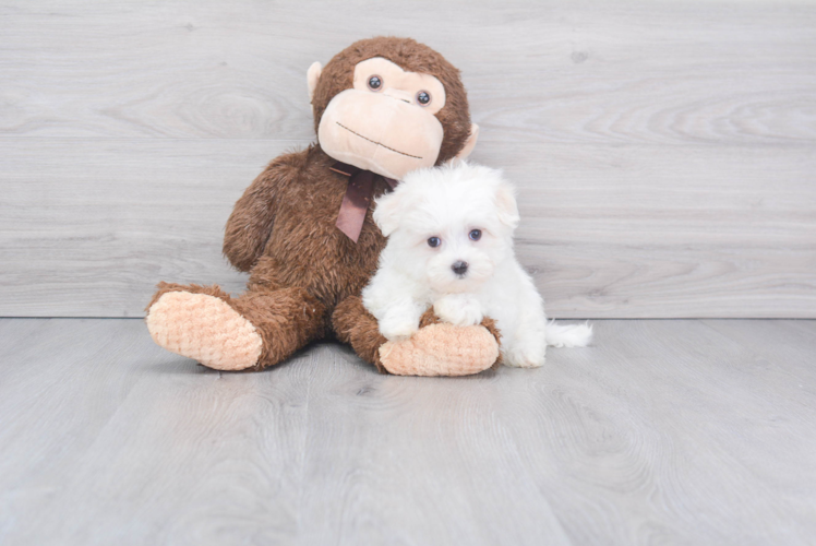 Best Maltese Baby