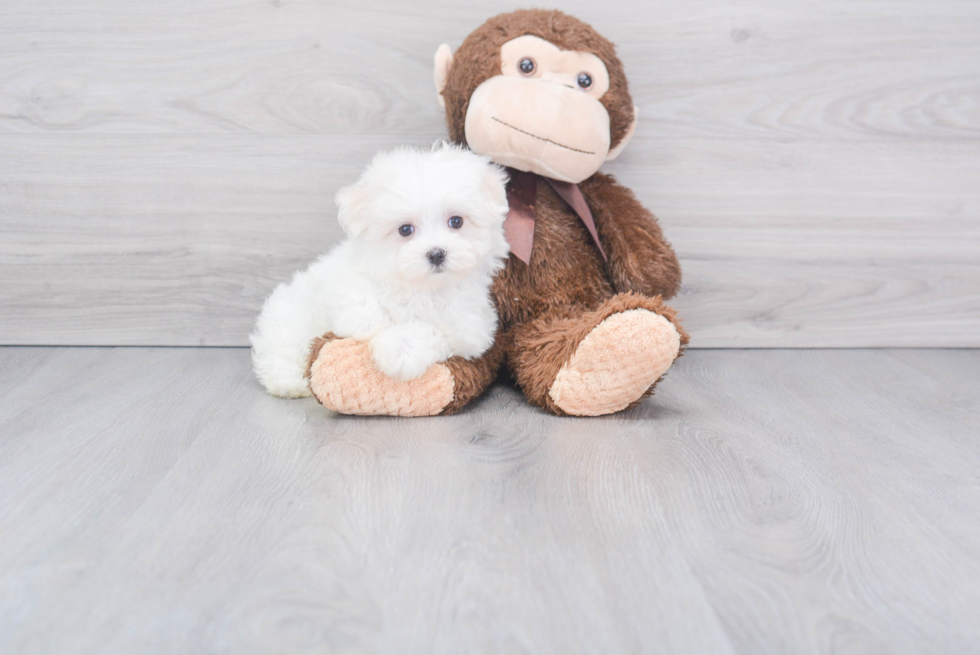 Maltese Pup Being Cute