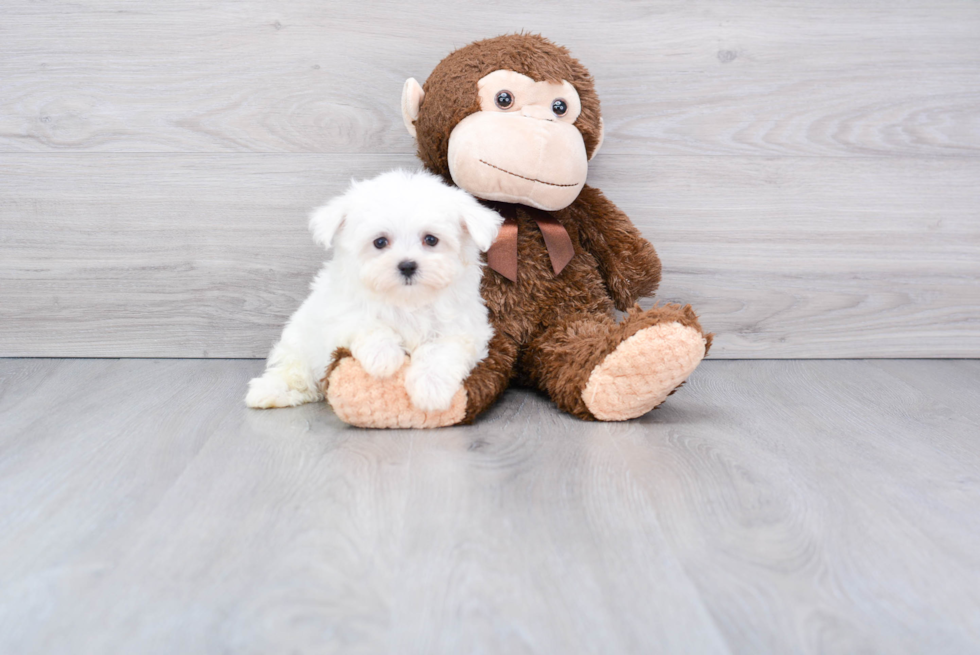 Happy Maltese Purebred Puppy