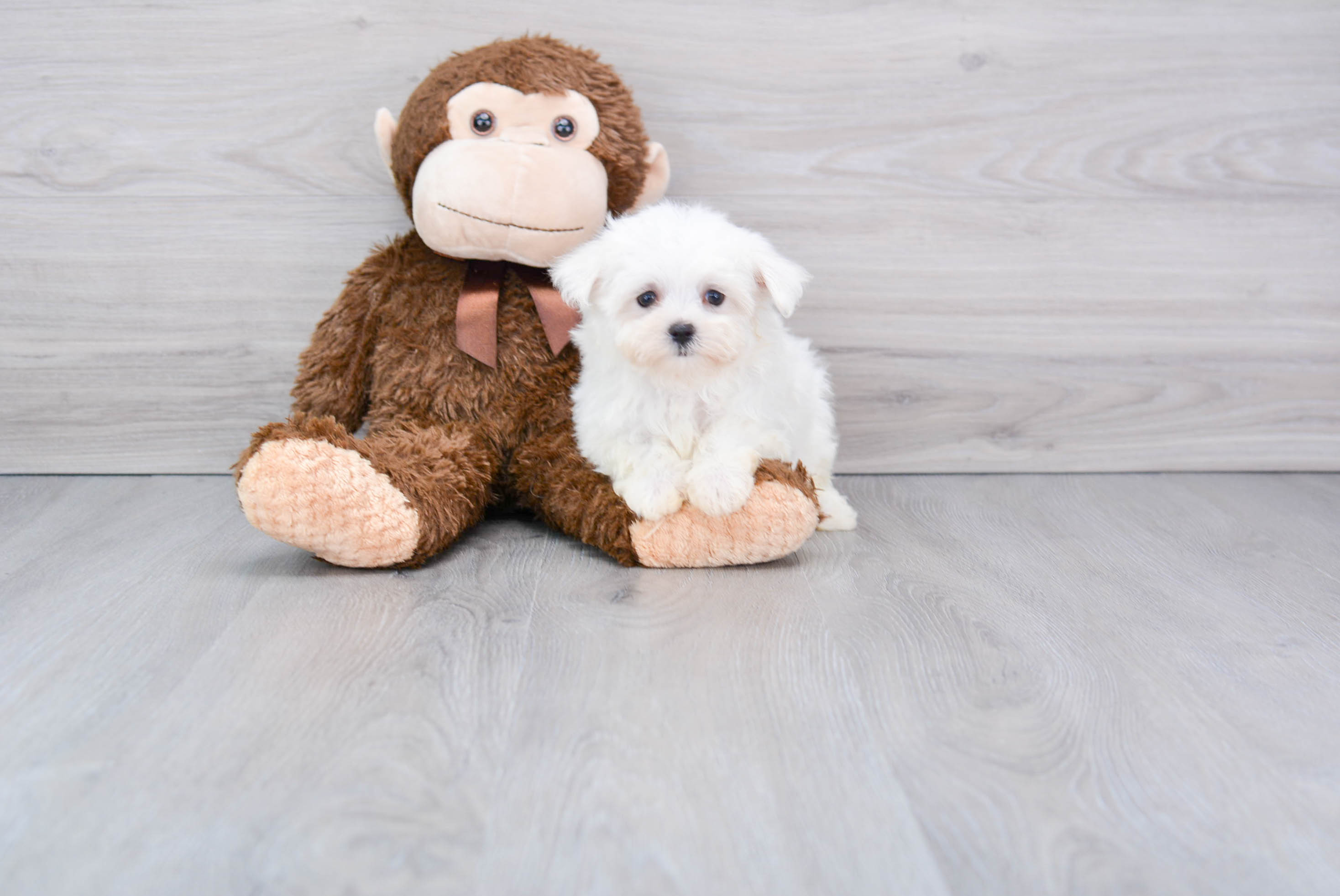 Hypoallergenic Maltese Baby