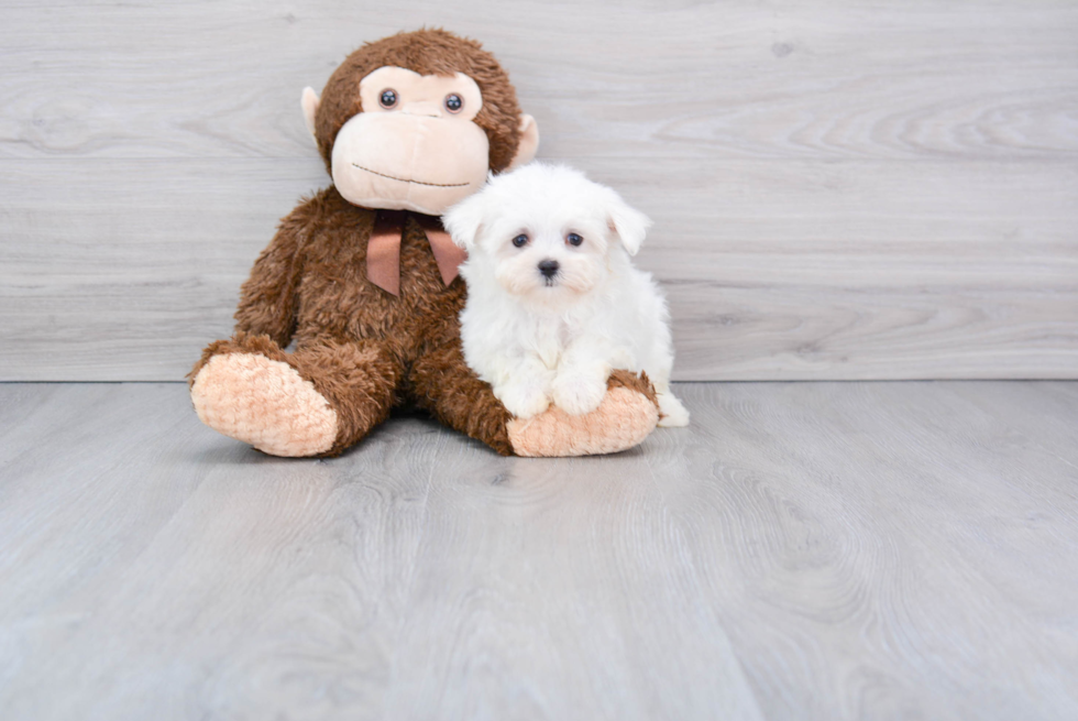 Hypoallergenic Maltese Baby