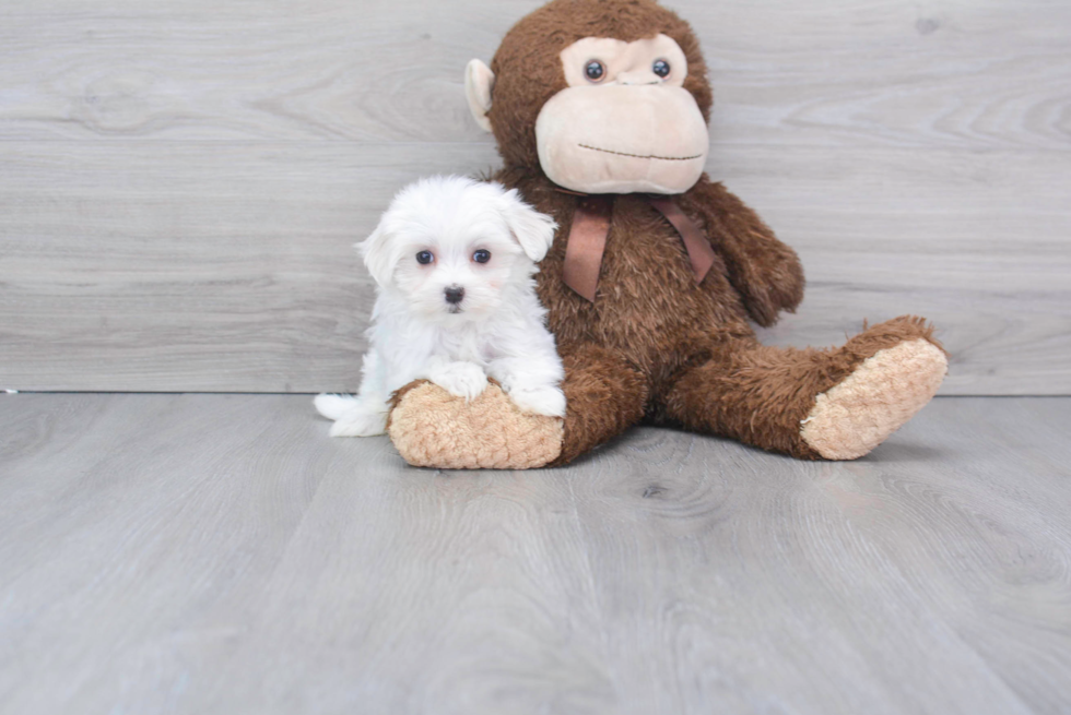 Maltese Pup Being Cute