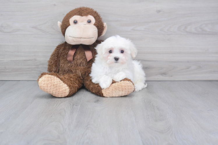 Small Maltese Baby