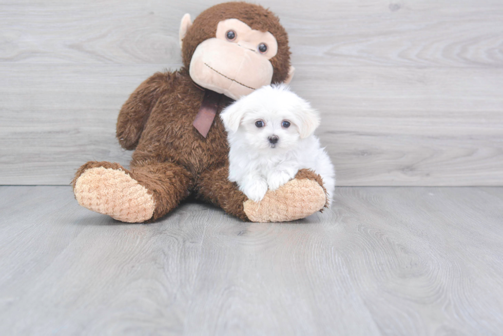 Playful Maltese Purebred Pup