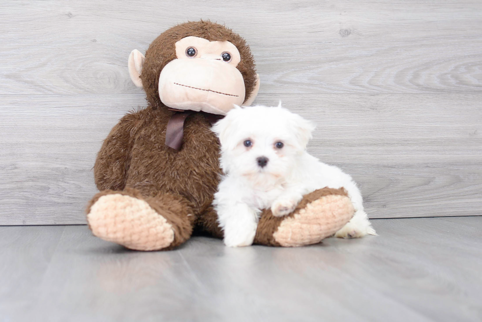 Maltese Pup Being Cute