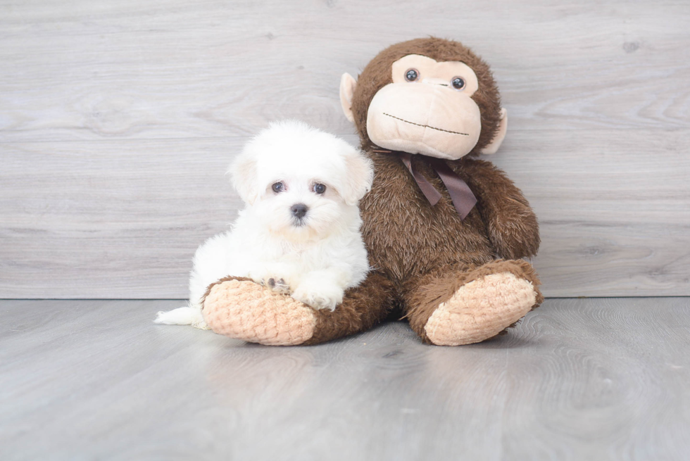 Playful Maltese Baby