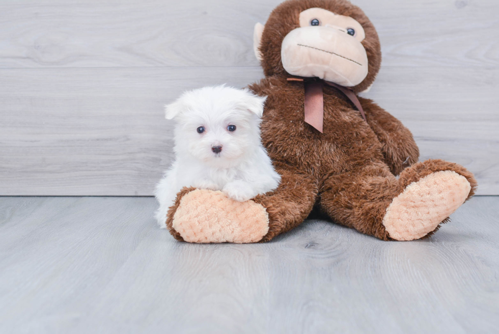 Maltese Puppy for Adoption