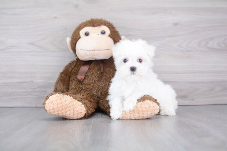 Akc Registered Maltese Baby