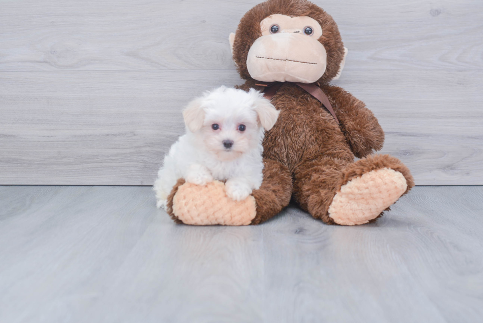 Little Maltese Purebred Pup