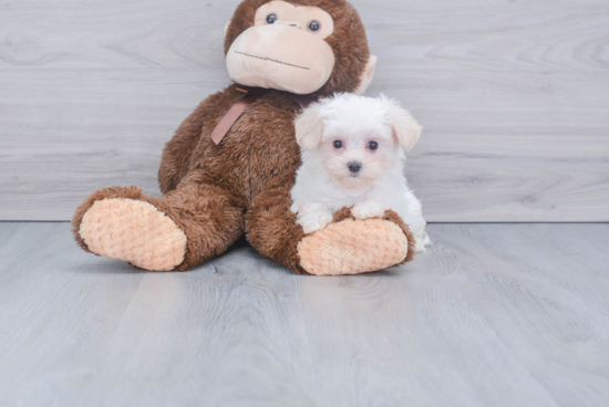 Hypoallergenic Maltese Baby