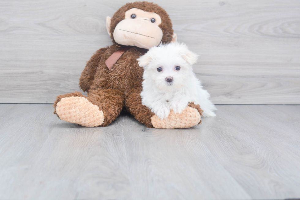 Maltese Pup Being Cute