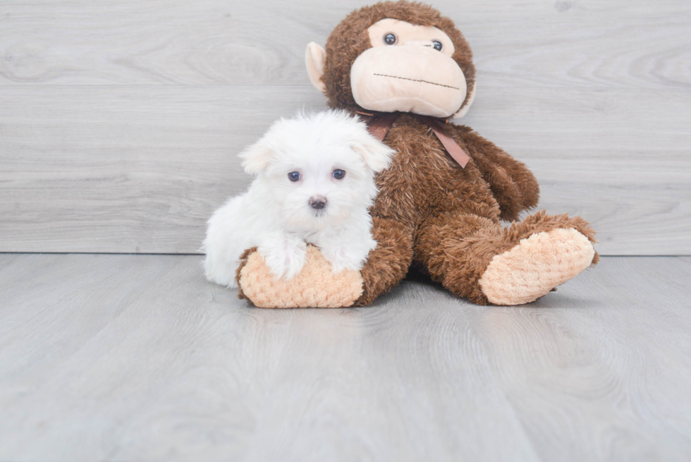 Funny Maltese Purebred Pup