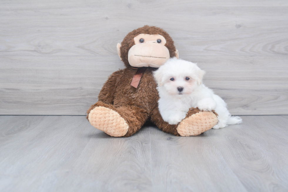 Maltese Pup Being Cute