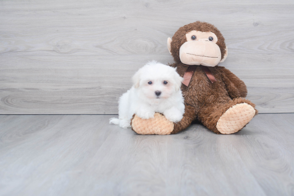 Maltese Puppy for Adoption