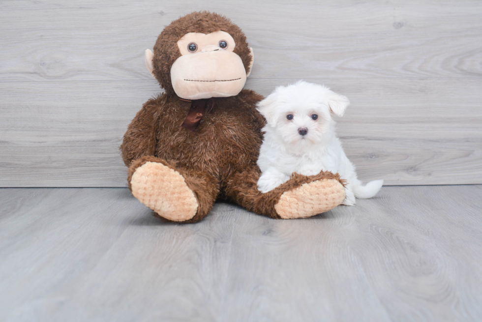 Energetic Maltese Purebred Puppy