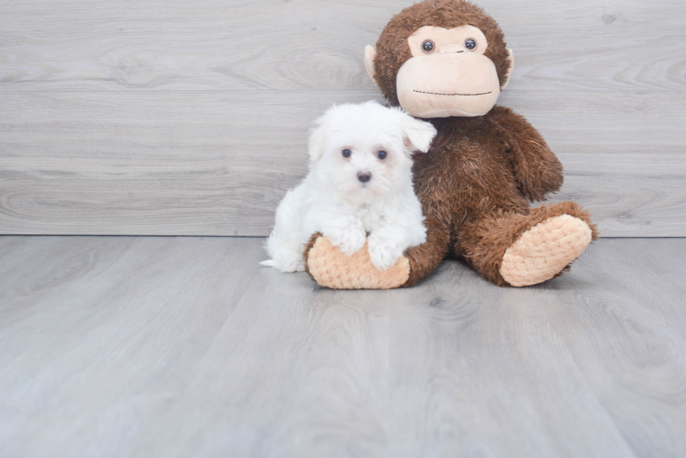 Friendly Maltese Purebred Pup