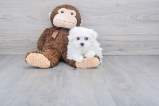 Little Maltese Baby